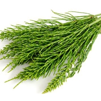 Extract de coada calului