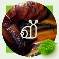 Extract mucus melc Black Achatina