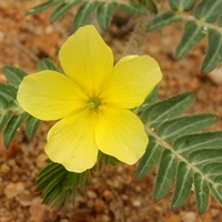 Tribulus terestris